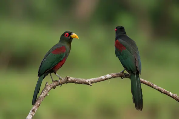 Exotic Trogons Perched on Branch