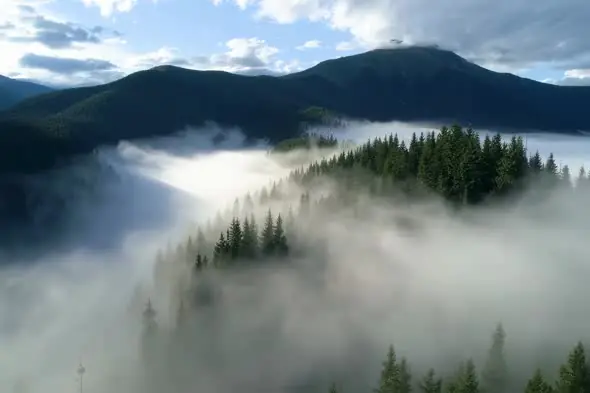 Misty Mountain Forest Landscape Shrouded in Fog