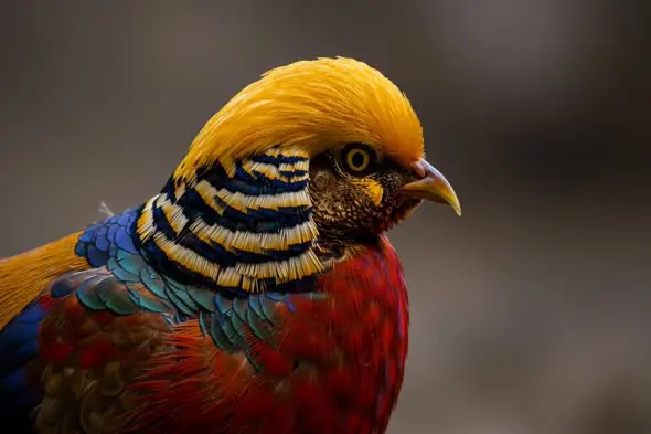 Golden pheasant close-up shot