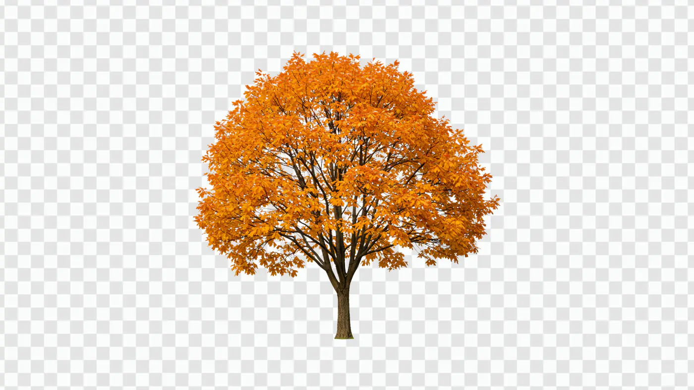 Vibrant Autumn Maple Tree with Golden Foliage PNG