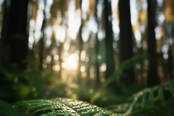 Enchanting Sunlit Forest Fern Dew Droplets Scene