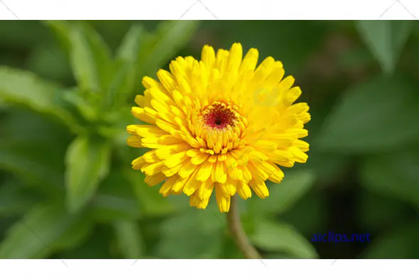 Bright Yellow Marigold Close-Up