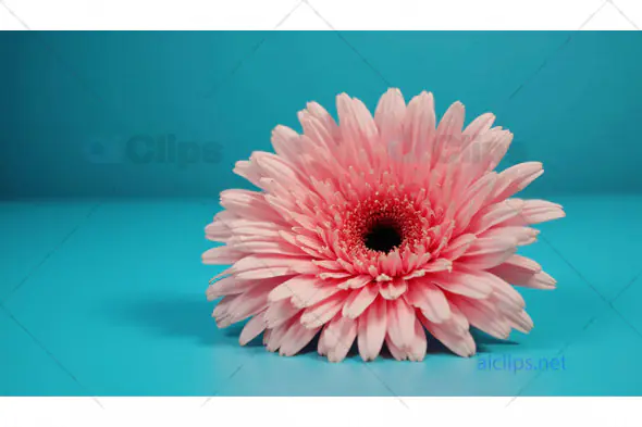 Pink Gerbera Flower on Blue Background