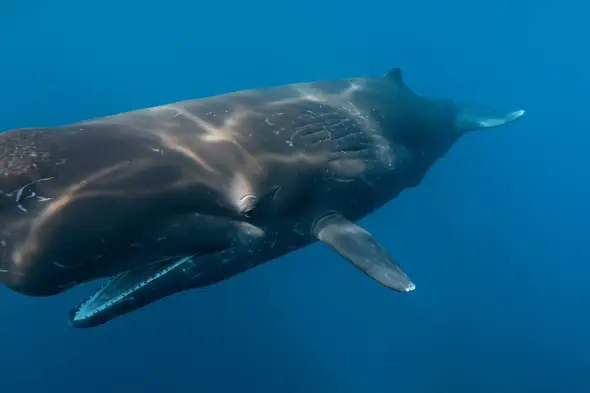 Majestic Humpback Whale Underwater