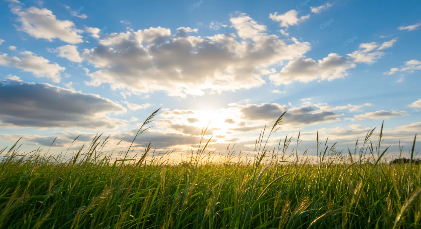 Sunlit Prairie Grass Horizon