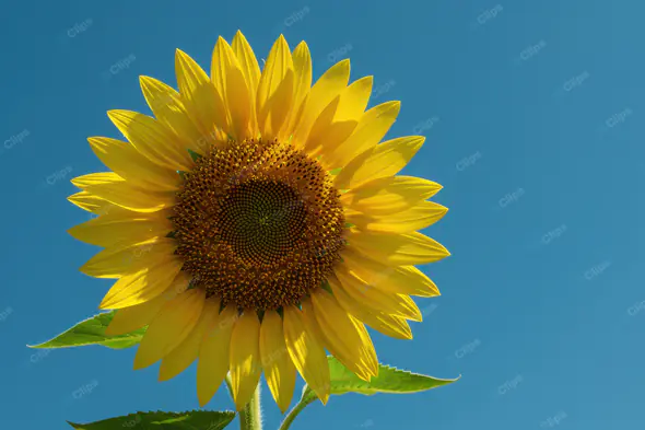 Vibrant Sunflower Against Azure Sky