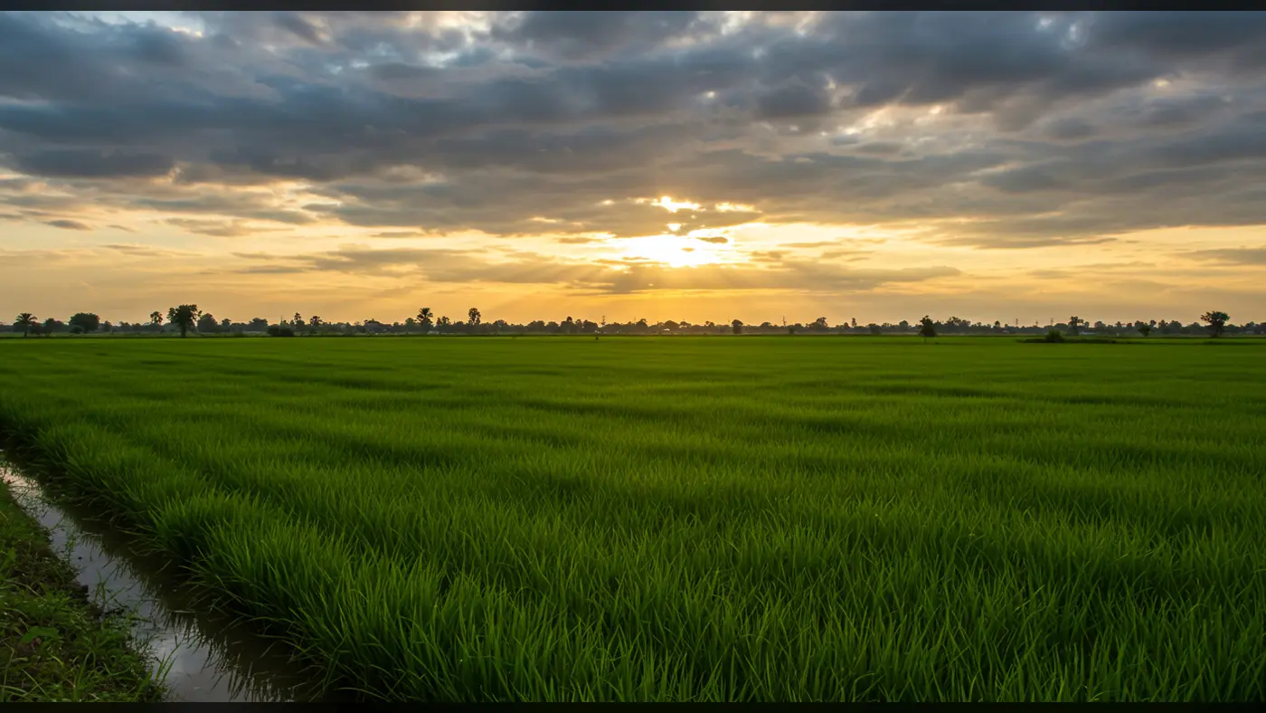 Green Paddy Field Landscape at Sunset | Indian Farming Village Background | AIClips