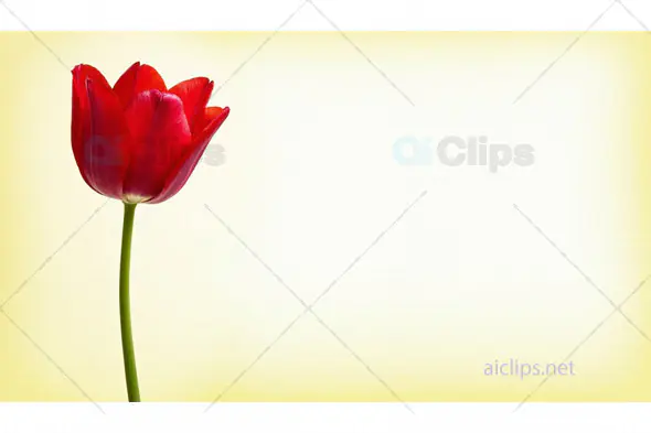 Red Tulip on Yellow Background