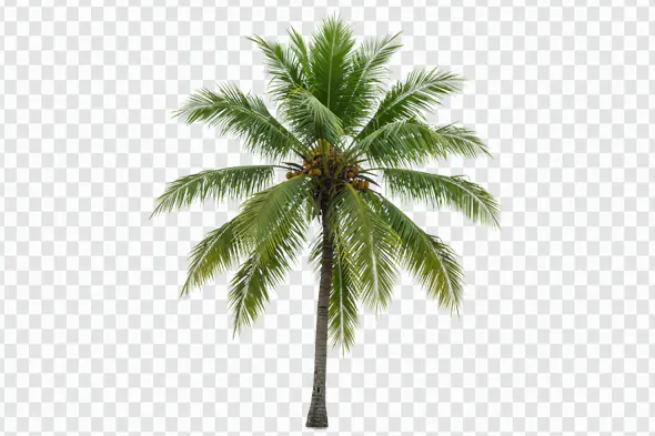 Lush Tropical Coconut Palm Tree Isolated PNG