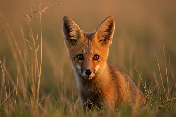 Curious Indian Fox in Golden Grass