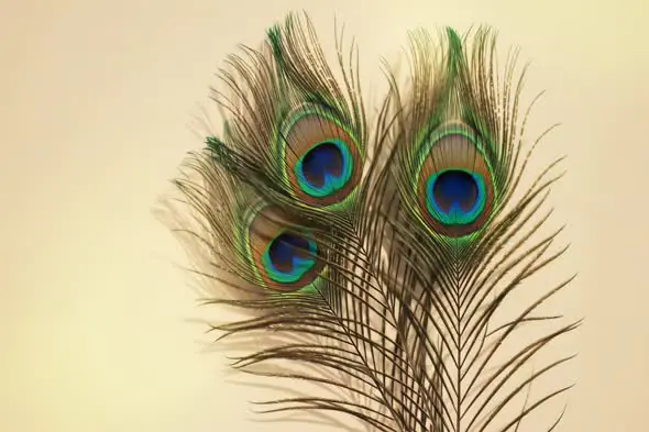 Triple Peacock Feathers with Warm Light for Indian Cultural Visuals