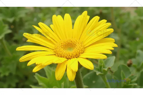 Bright Yellow Daisy Close-Up