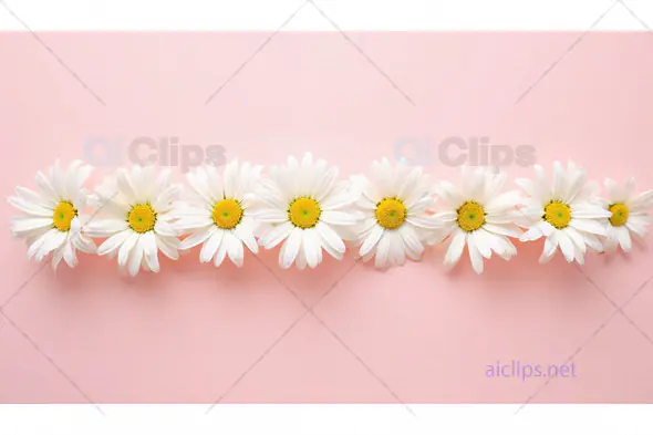 Daisy Chain on Pink