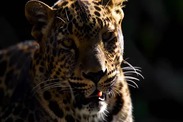 Majestic Leopard Portrait