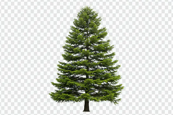 Majestic Coniferous Evergreen Tree Isolated PNG Clipart