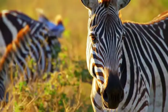 Majestic Zebra Close-up in Golden Light