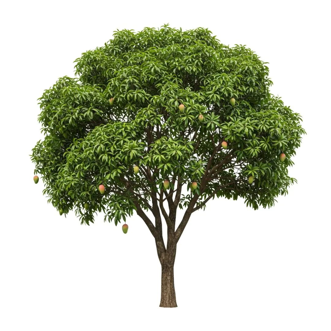 Lush Green Mango Tree Isolated PNG Clipart