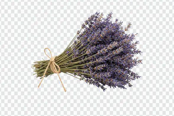 Fragrant Lavender Bouquet Tied with Twine PNG