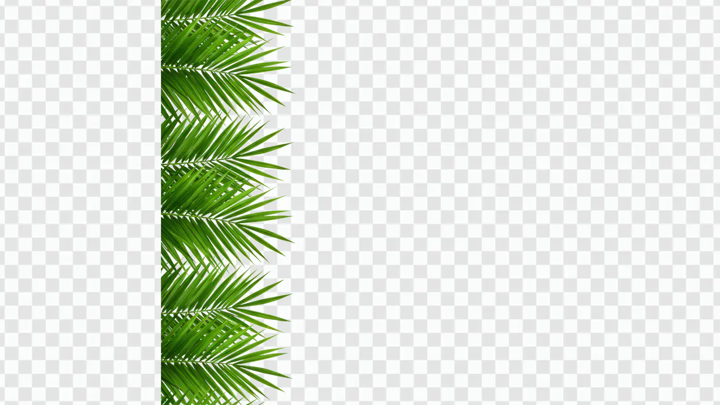 Tropical Palm Fronds Vertical Border PNG Clipart