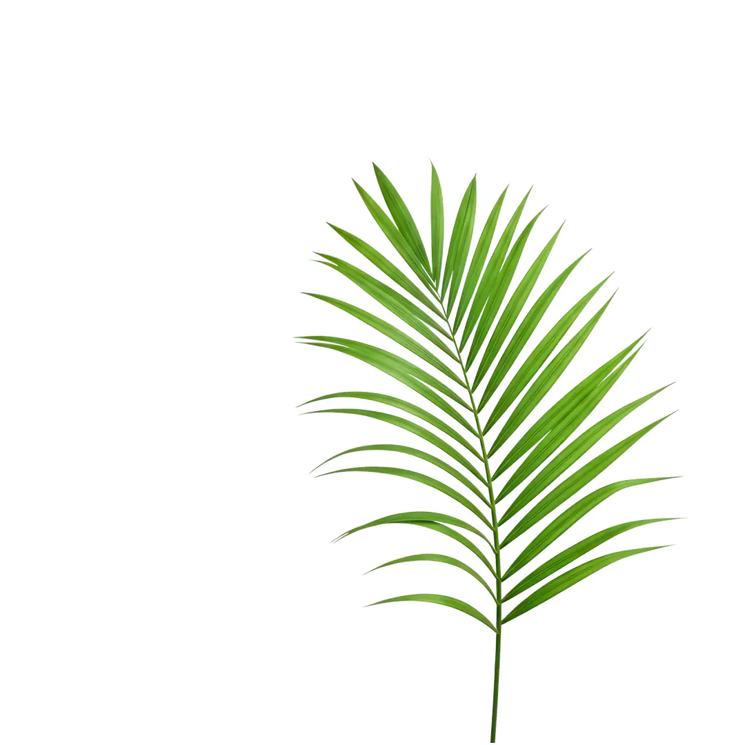 Vibrant Green Palm Frond Tropical Leaf PNG