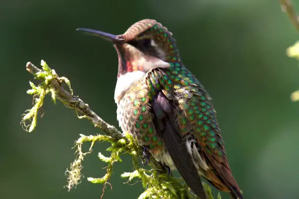 Iridescent Hummingbird Close-up