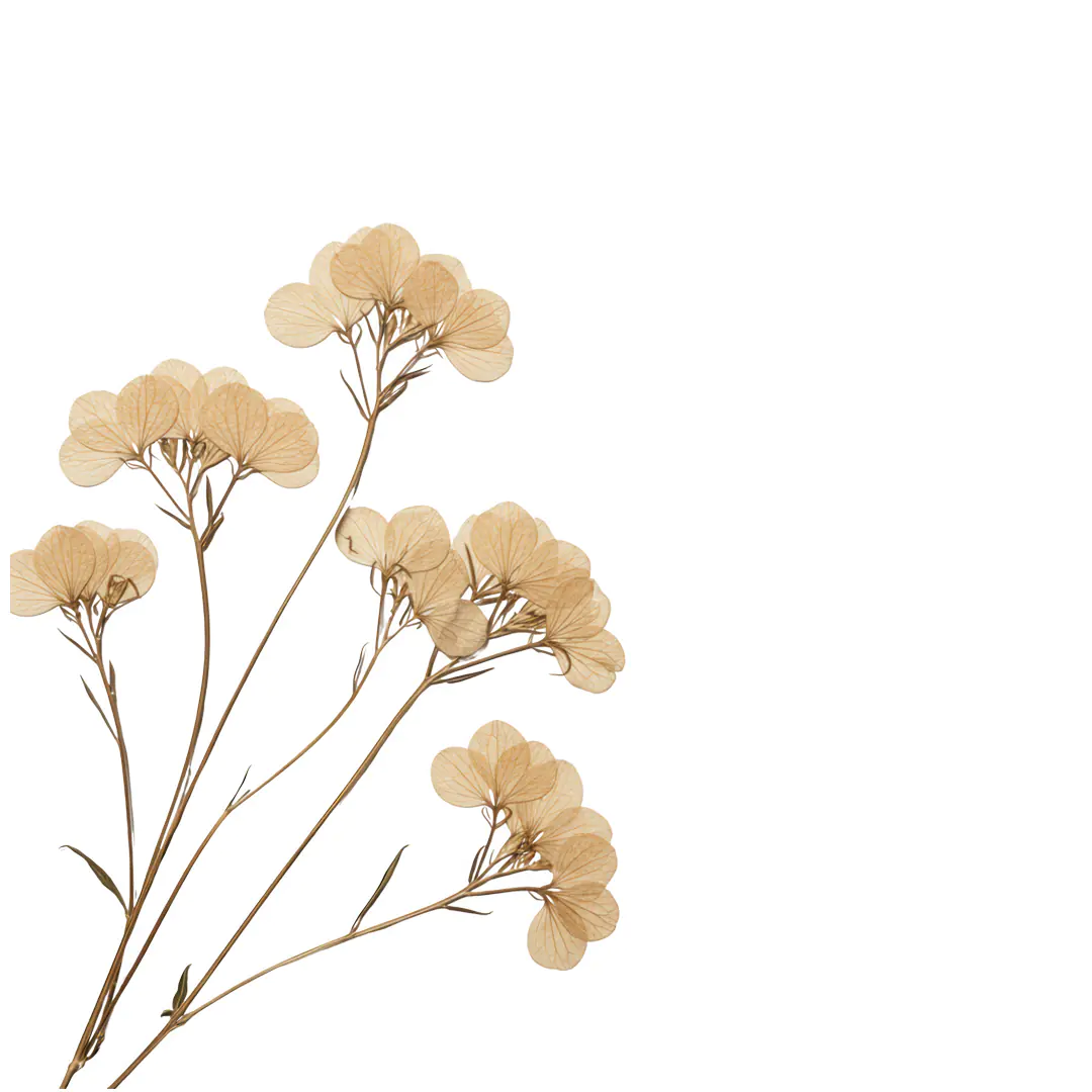Dried Floral Branches Botanical Illustration PNG Clipart
