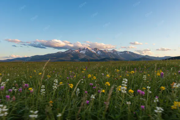 Alpine Wildflower Meadow Vista