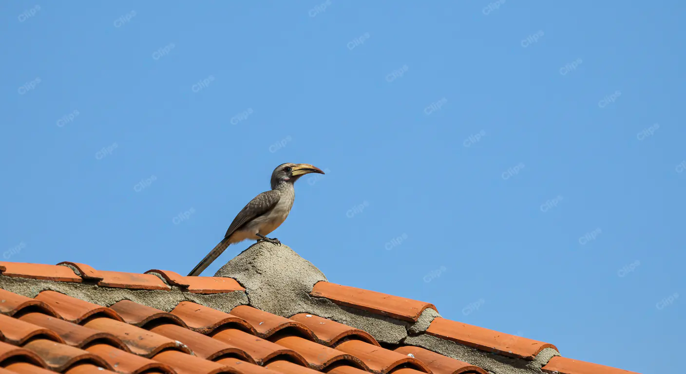 Hornbill Perched on Terracotta Roof