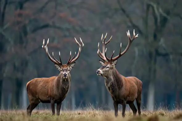 Majestic Red Deer Stags in Autumn Forest