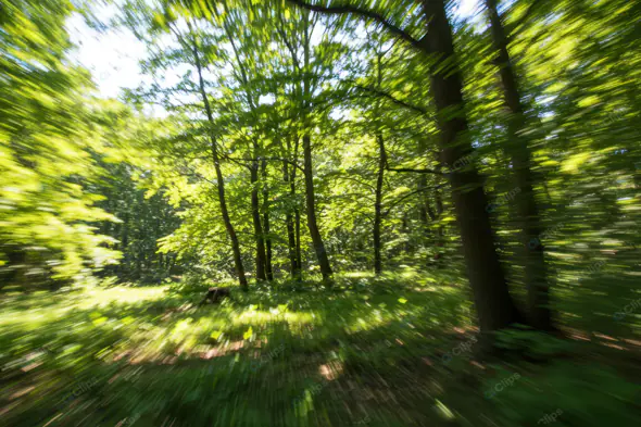 Dynamic Forest Motion Blur