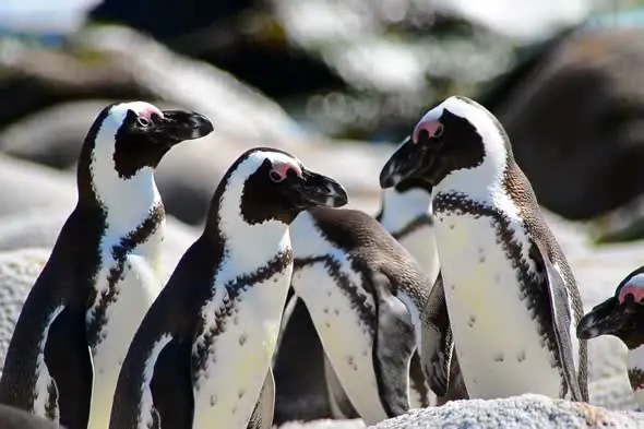 African Penguin Colony Close-up