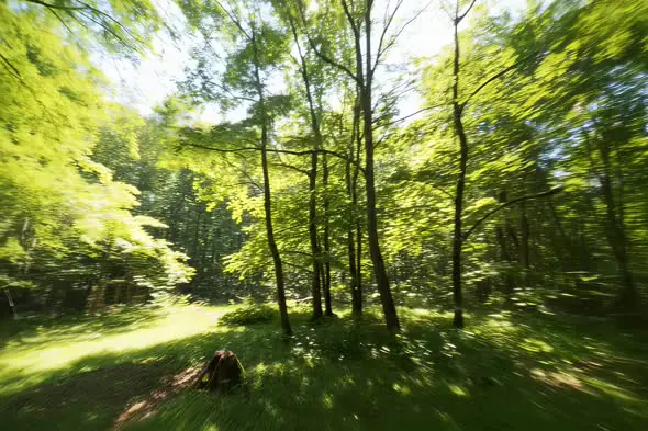 Sunlit Forest Clearing Dynamic Motion Nature Scenery