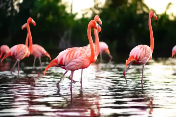 Graceful Flamingos Wading at Dusk