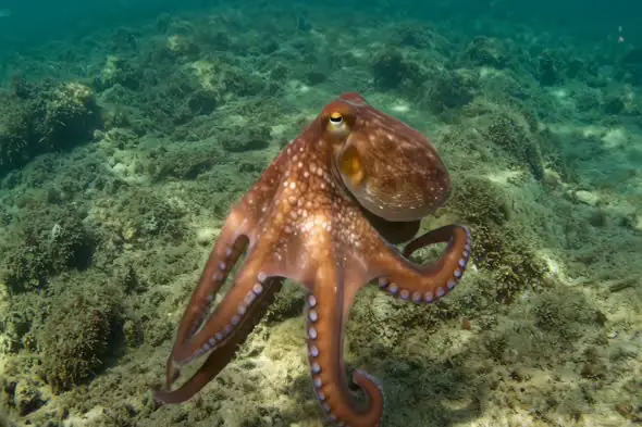 Majestic Octopus Gliding Underwater