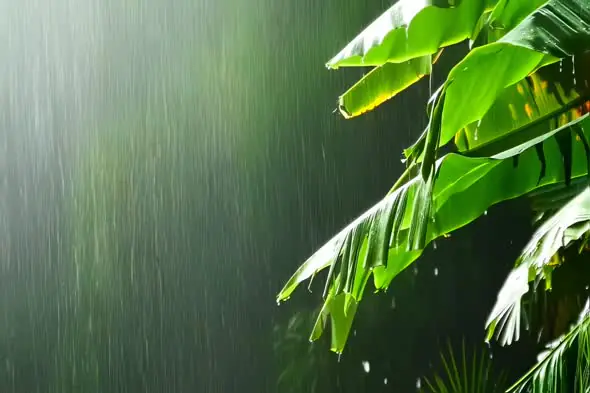 Tropical Downpour on Lush Banana Leaves Ambiance