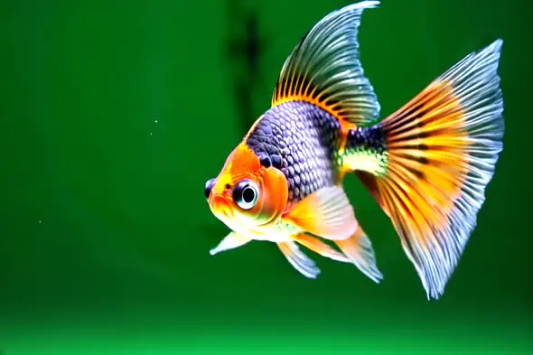 Vibrant Fantail Goldfish in Emerald Waters