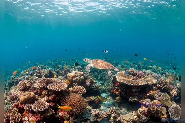 Vibrant Coral Reef with Sea Turtle and Fish