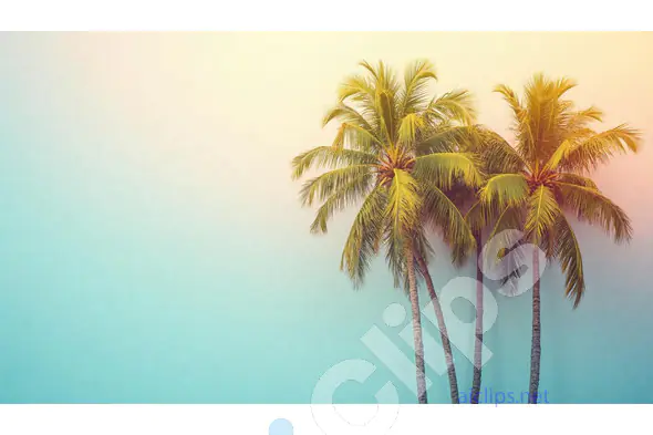 Tropical Palm Trees at Sunset