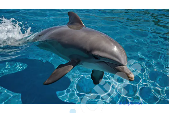 Dolphin in Clear Blue Water