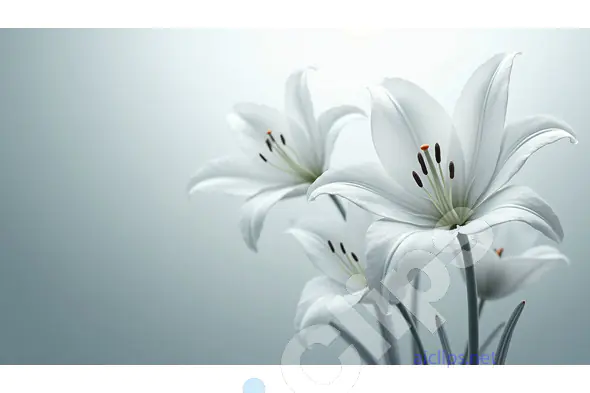 Elegant White Lilies on a Soft Gray Background