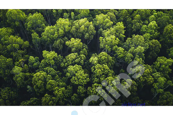 Lush Forest Canopy