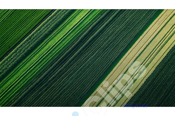 Green Crops Aerial View