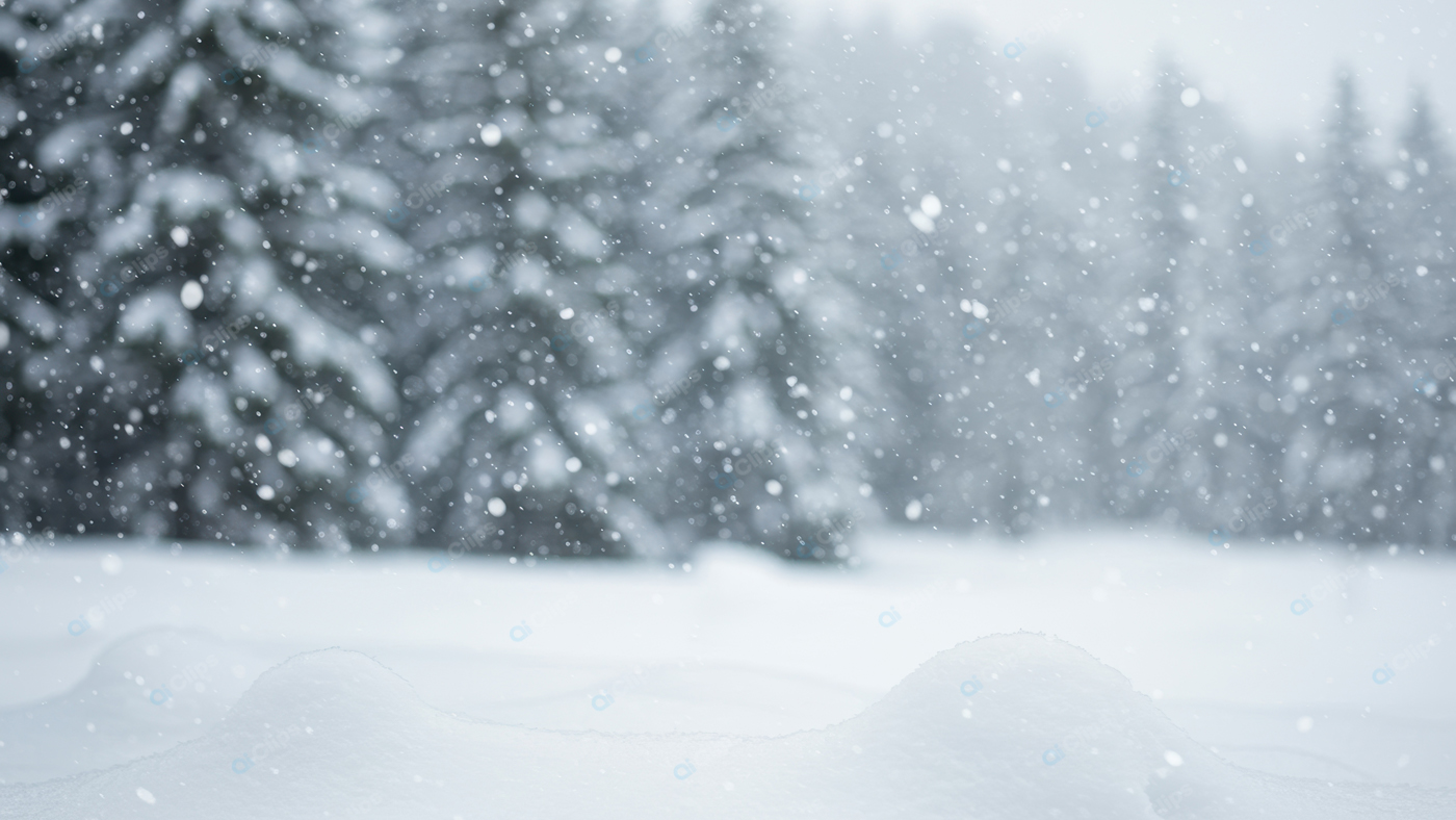 Snowfall in Pine Forest Winter Wonderland