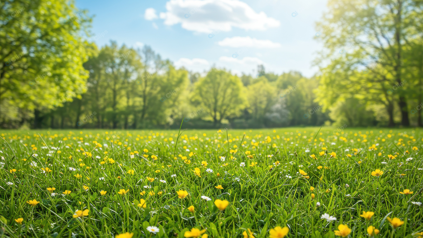 Sunny Meadow with Wildflowers and Lush Greenery