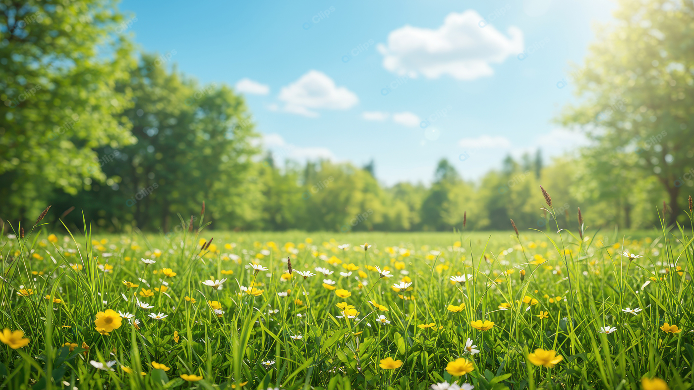 Sunlit Meadow with Blooming Wildflowers