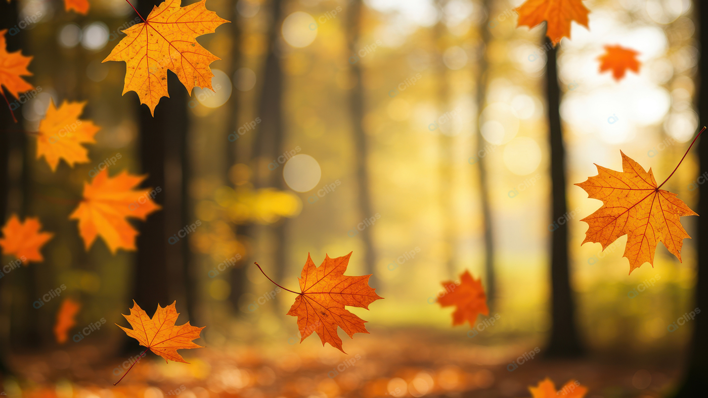 Autumn Maple Leaves Falling in Forest