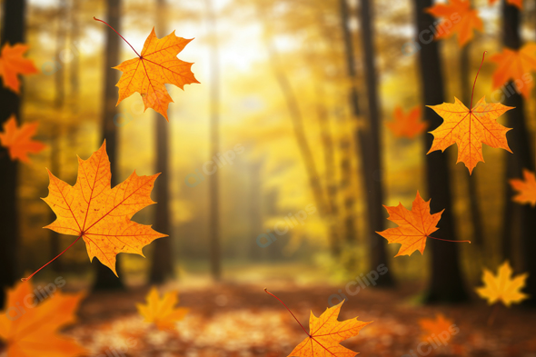 Autumn Leaves Falling in Forest with Sunlight