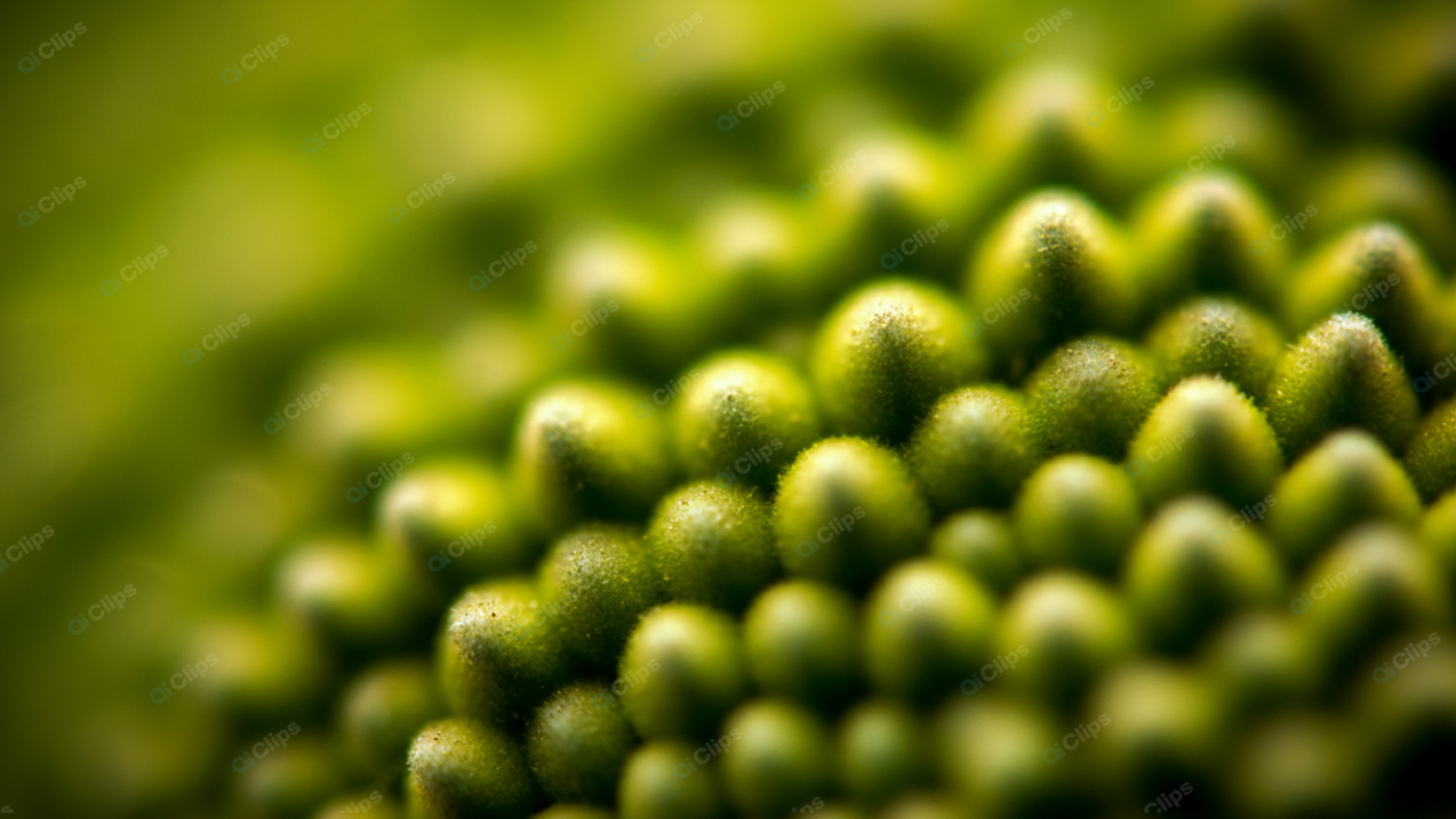 Close-Up of Green Spiky Fruit Surface Pattern