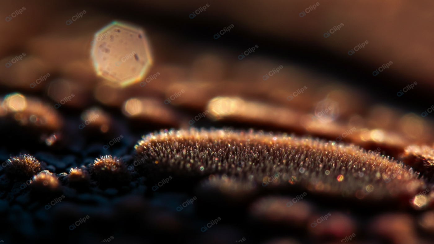 Macro Close-Up of Dew on Brown Surface