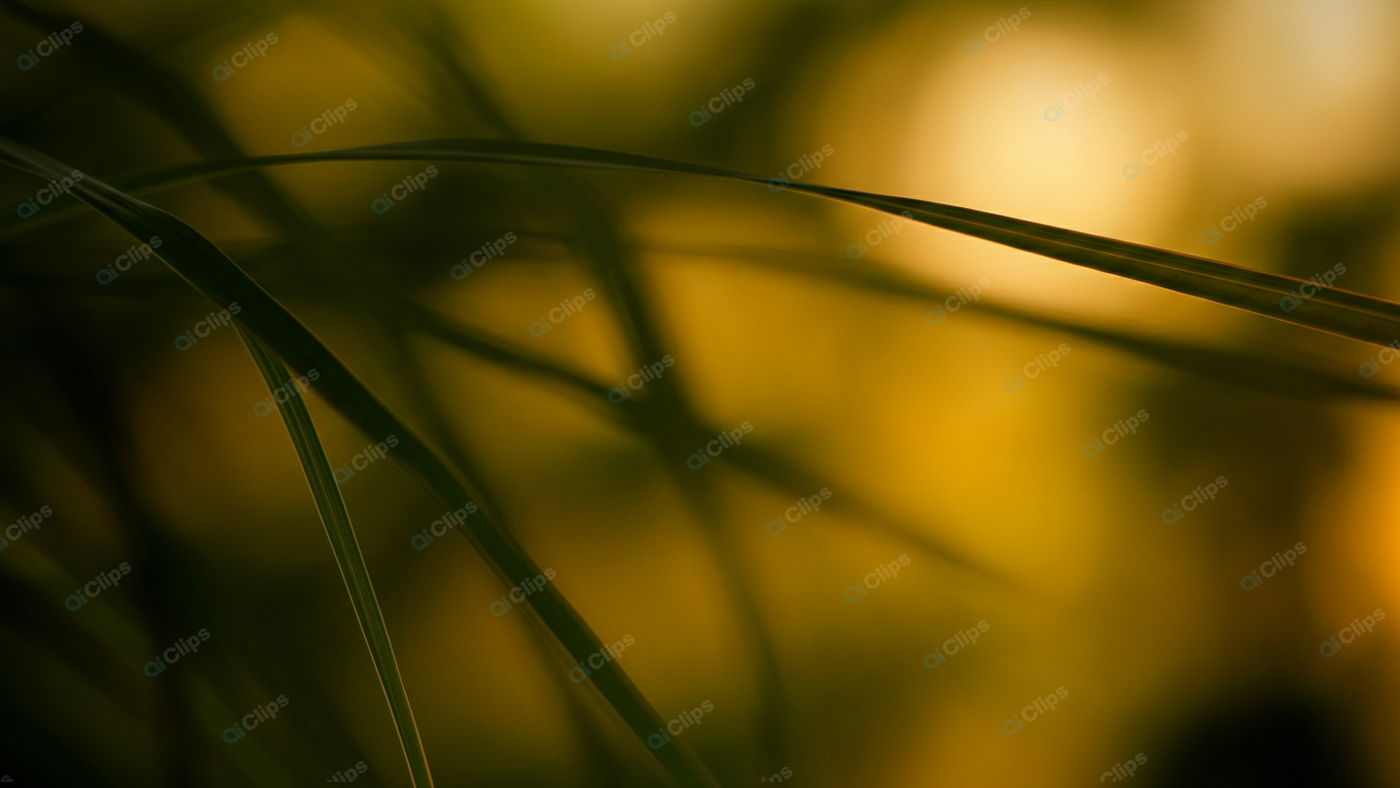 Sunlit Grass Blades in Soft Focus